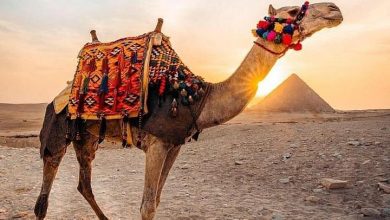 Жүкті әйел түсінде түйе көрсе: бұл нені білдіреді?