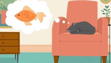 Түсінде кішкентай мысық көрсе / Кішкентай Мысықтың Құпиялары