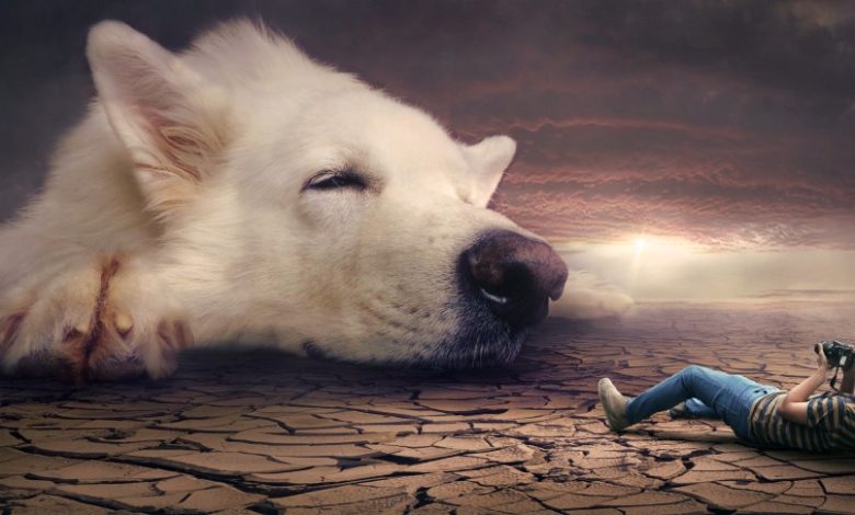 Түсінде ит көрсе / Қысқаша түсіндіру