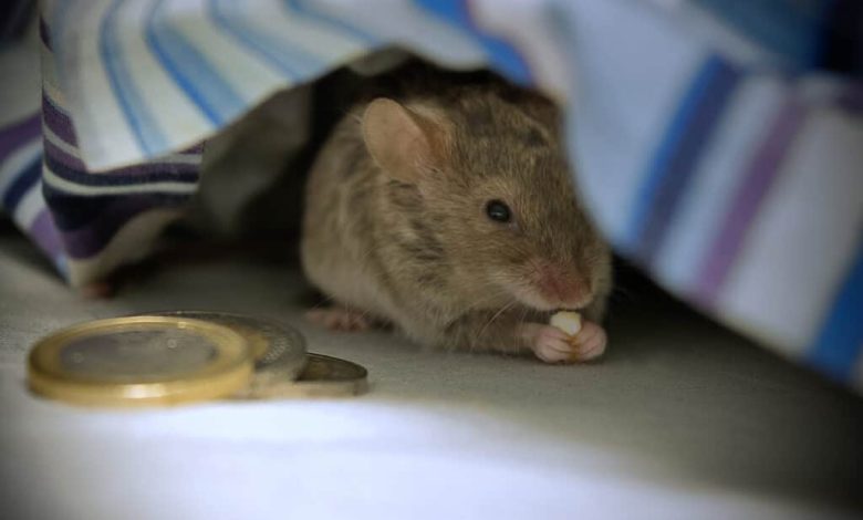 Жүкті әйел түсінде тышқан көрсе