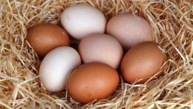 Түсінде жұмыртқа көрсе не болады