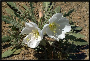 Шөл лалагүлі