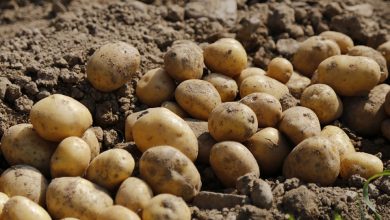 Түсінде картоп көрсе