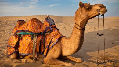 Түсінде түйе көрсең ?