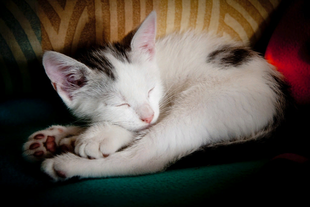 Түсінде мысық көрсе не болады