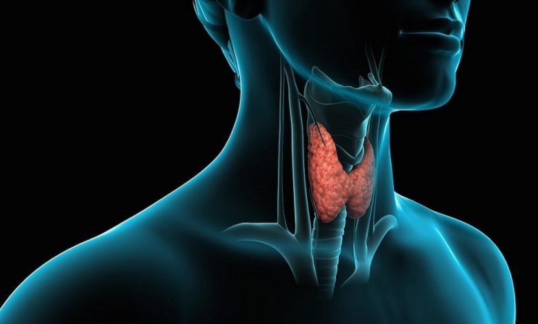 қалқанша без деген не