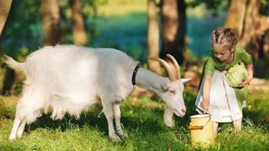 түсінде ешкі көрсе