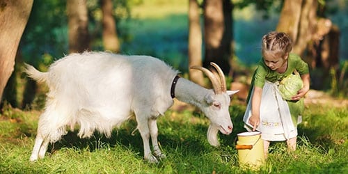 түсінде ешкі көрсе