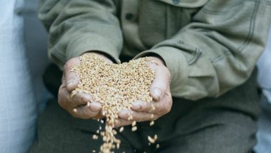 ПІТІР САДАҚА 2025: МӘНІ, ЕРЕЖЕЛЕРІ ЖӘНЕ ҚАЗІРГІ ЗАМАНҒЫ ТӘЖІРИБЕСІ